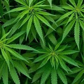 MGC Pharma to construct large scale cannabis production facility in Malta MGC Pharma to construct large scale cannabis production facility in Malta